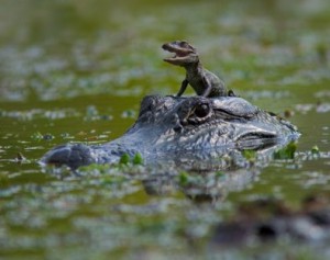 alligator-ride-ii.jpg